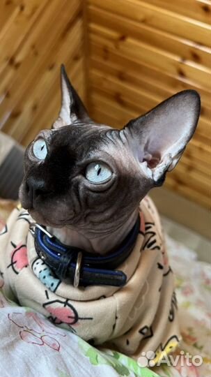 Вязка сфинкс