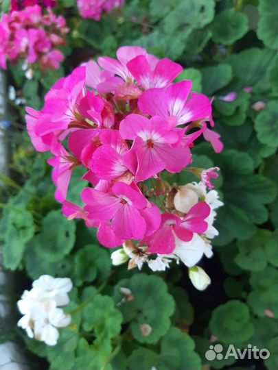 Пеларгония герань