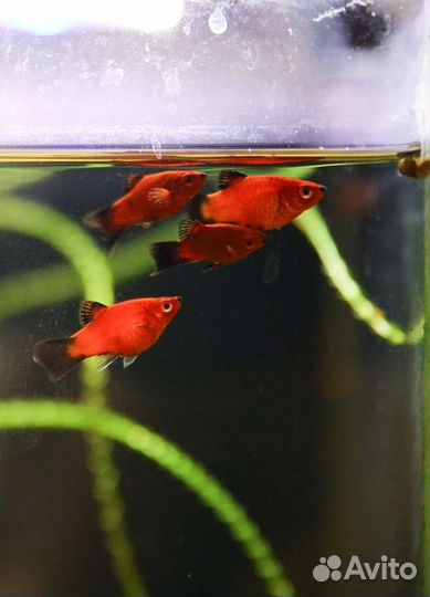 Петиции красные 