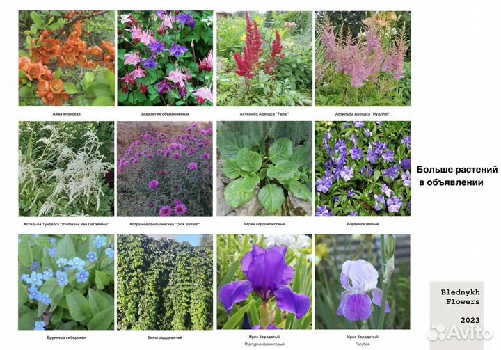 Садовые растения