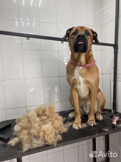 Груминг, вычесывание собак, экспресс линька