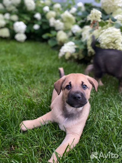 Замечательные щенки