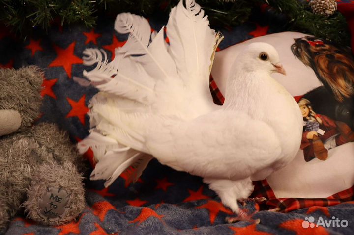 Белые голуби