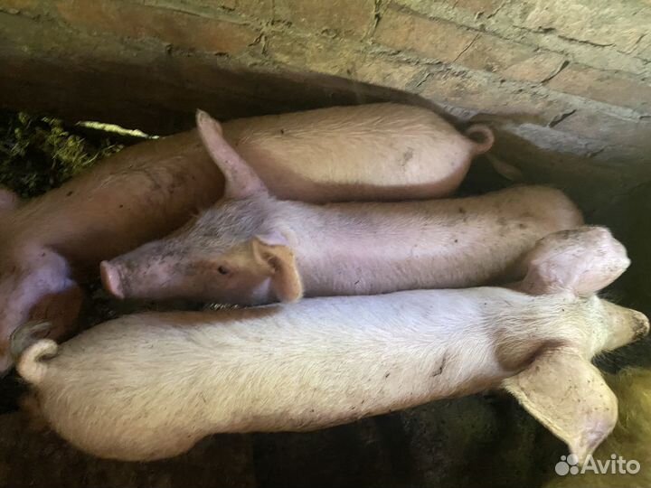 Поросята