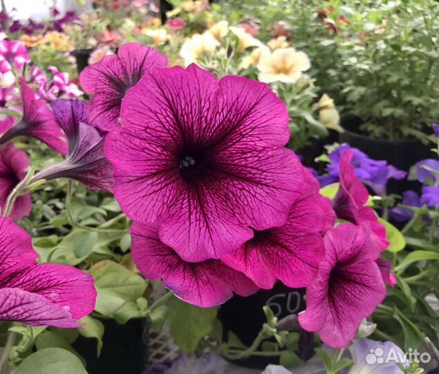Петуния кустовая, ампельная, рассада цветов