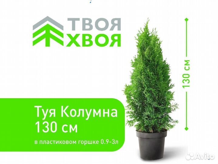 Туя Колумна 130см для живой изгороди