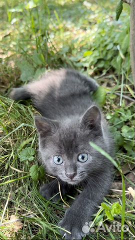 Русские голубые котята 1 мес объявление продам