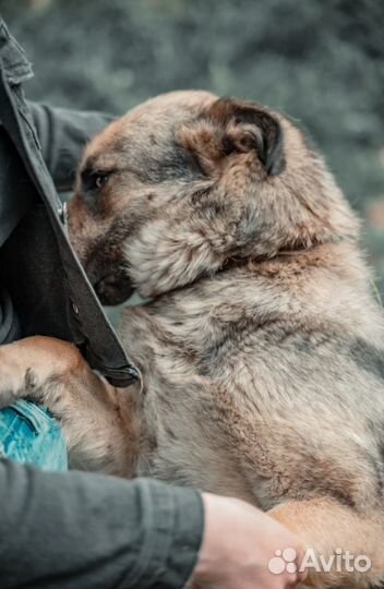 Собака из приюта