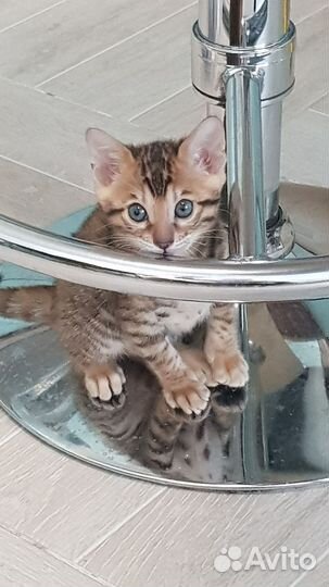 Бенгальские котята