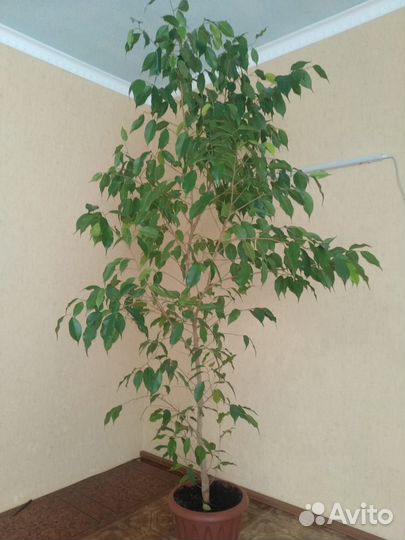 Фикус бенджамина большой
