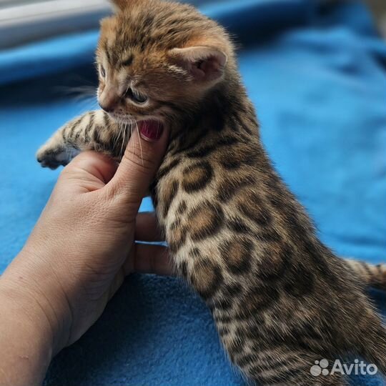 Бенгальский мальчик