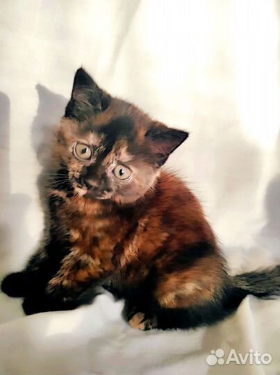 Кошка