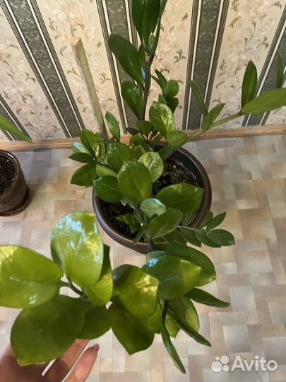 Замиокулькас