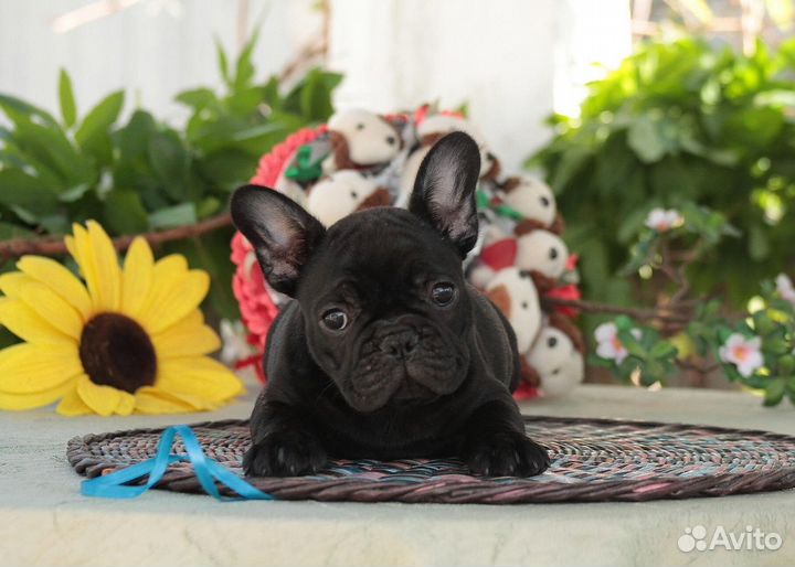 Щенки французского бульдога