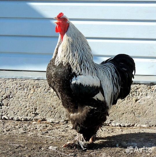 Куры, петухи