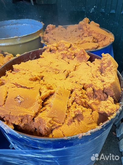 Тыква на корм