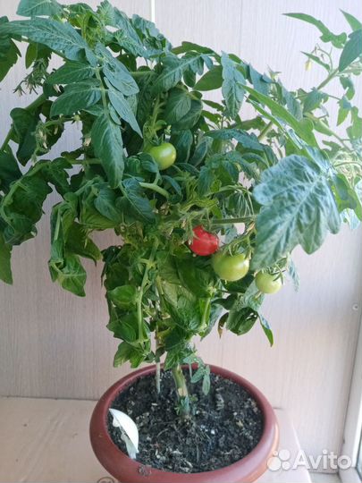 Балконное чудо рассада