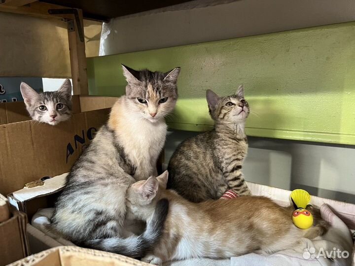 Кошачья семья кошка котята