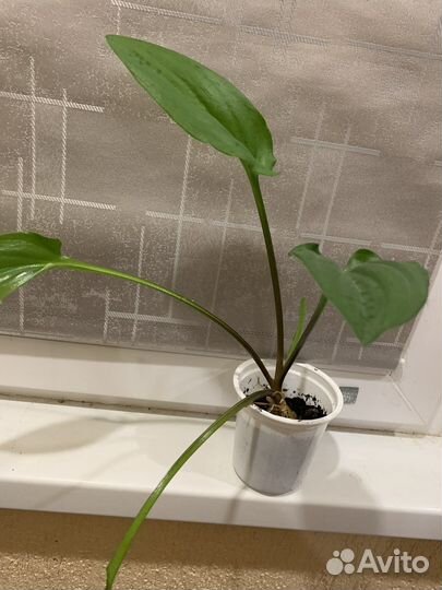 Дримиопсис