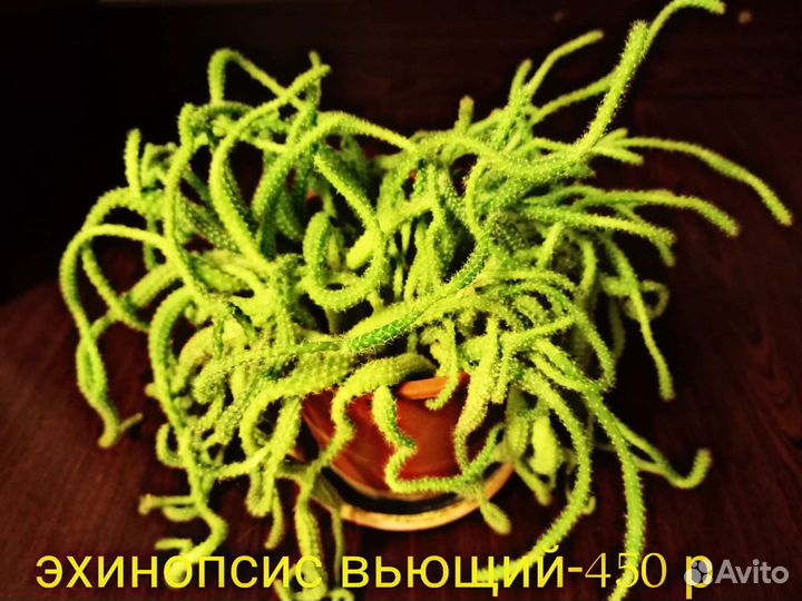 Комнатные растения