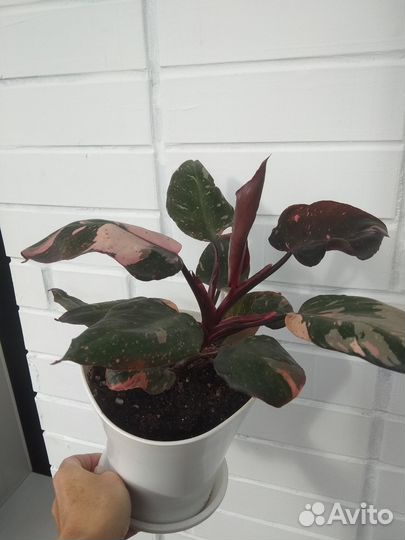 Филодендрон розовая принцесса