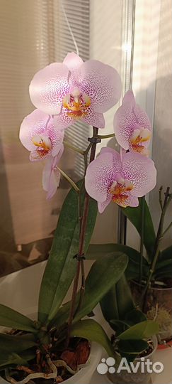 Орхидея фаленопсис Манхэттен