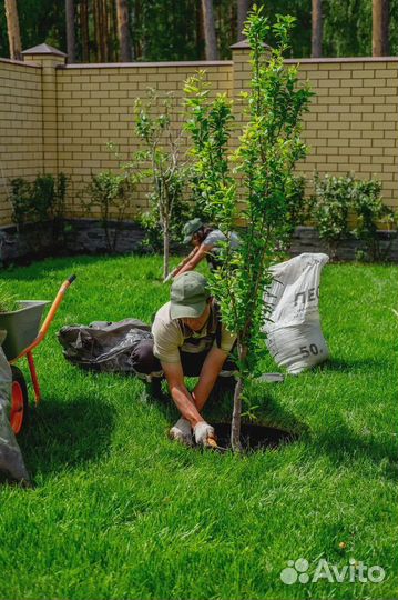 Рулонный газон