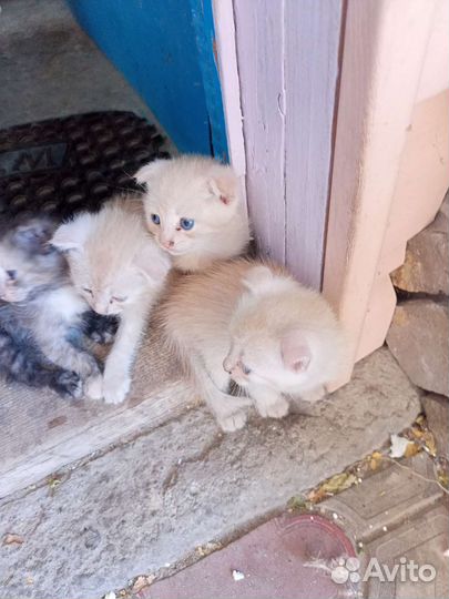 Котята шатланские вислаухие один 2 500