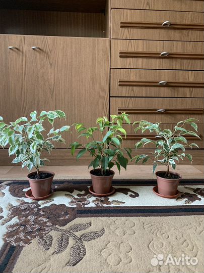 Фикус бенджамина