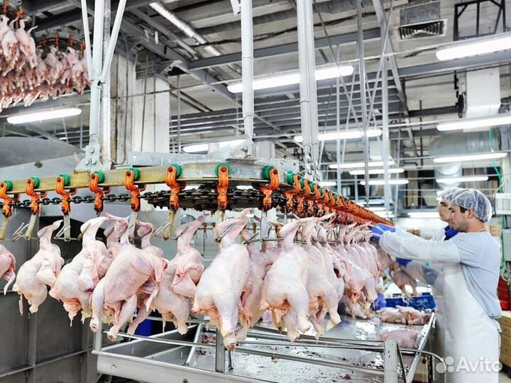 Обработчик птицы. Вахта г. Валуйки (все включено)