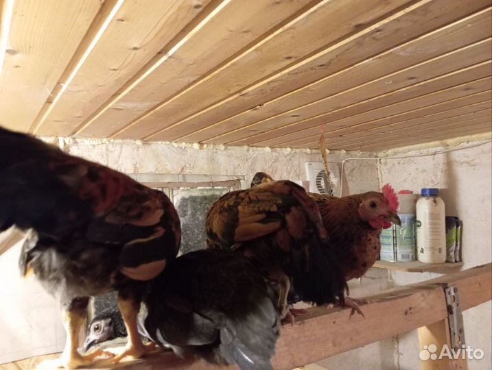 Карликовые куры бентамки