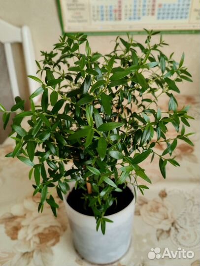 Комнатные цветы