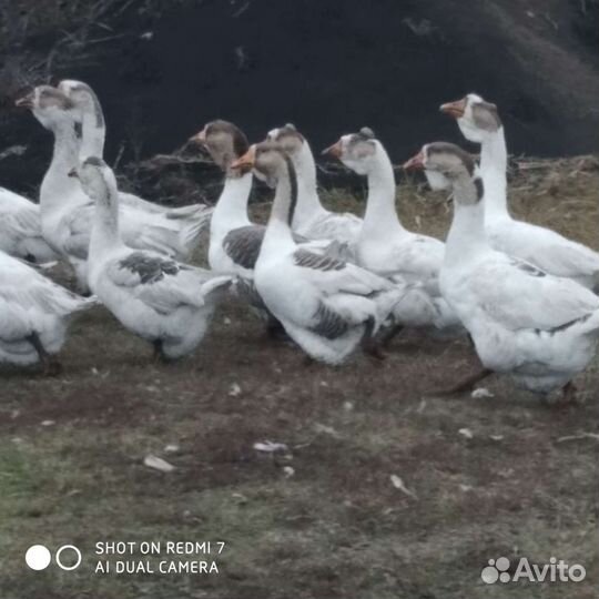 Гуси Холмогоры