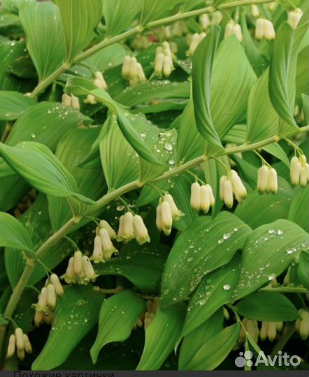 Многолетние Цветы