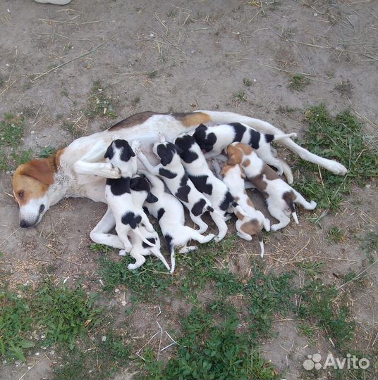 Продам щенков русской пегой гончей