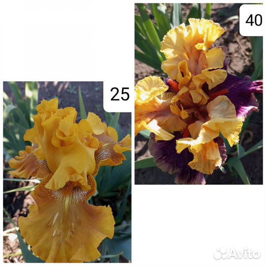 Ирисы бородатые сортовые крупные морозостойкие