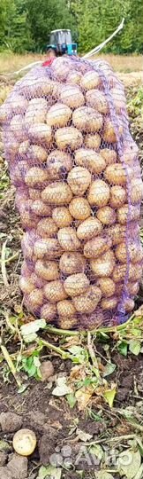 Картофель. Сорт Гала (желтая). Доставка до двери