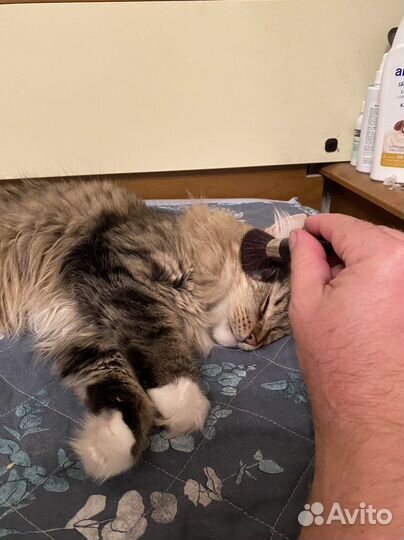 Массаж кисточками кота/кошки