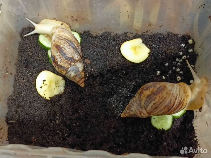 Ахатинская улитка