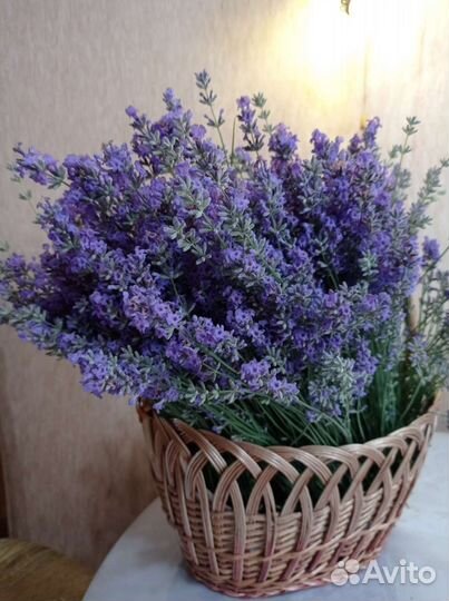 Лаванда узколистная