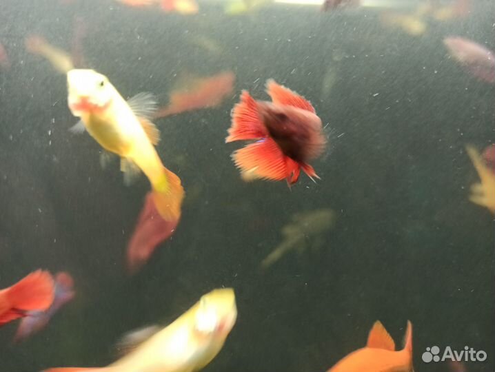 Аквариумные рыбки петушок, мальки