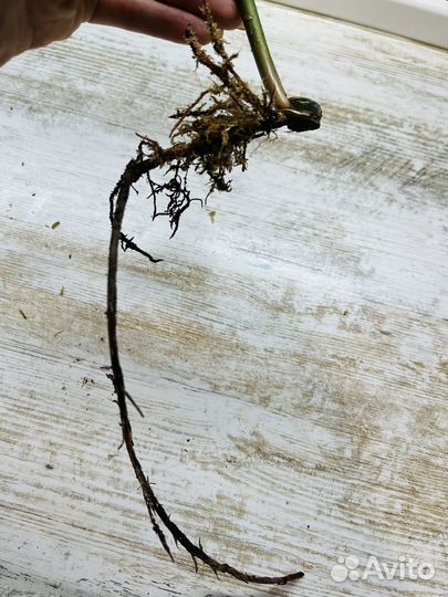 Филодендрон карамель марбл вариегатная