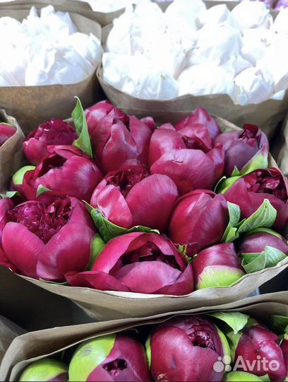 Букеты Пионов Цветы Розы с доставкой