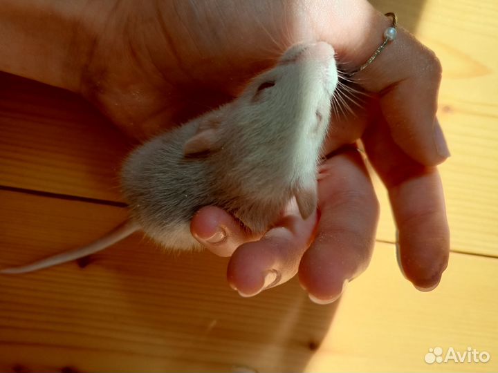 Крыса дамбо