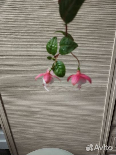 Отдам растения