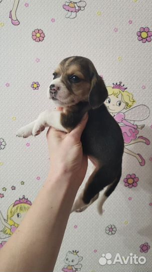 Бигль мальчик