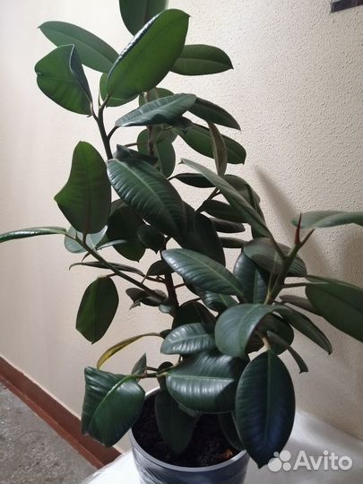 Фикус эластика робуста