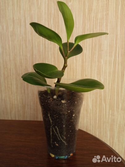 Пеперомия, Калатея, Сингониум