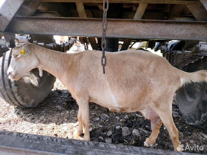 Продам дойных коз