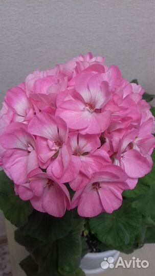 Пеларгонии разные/черенки